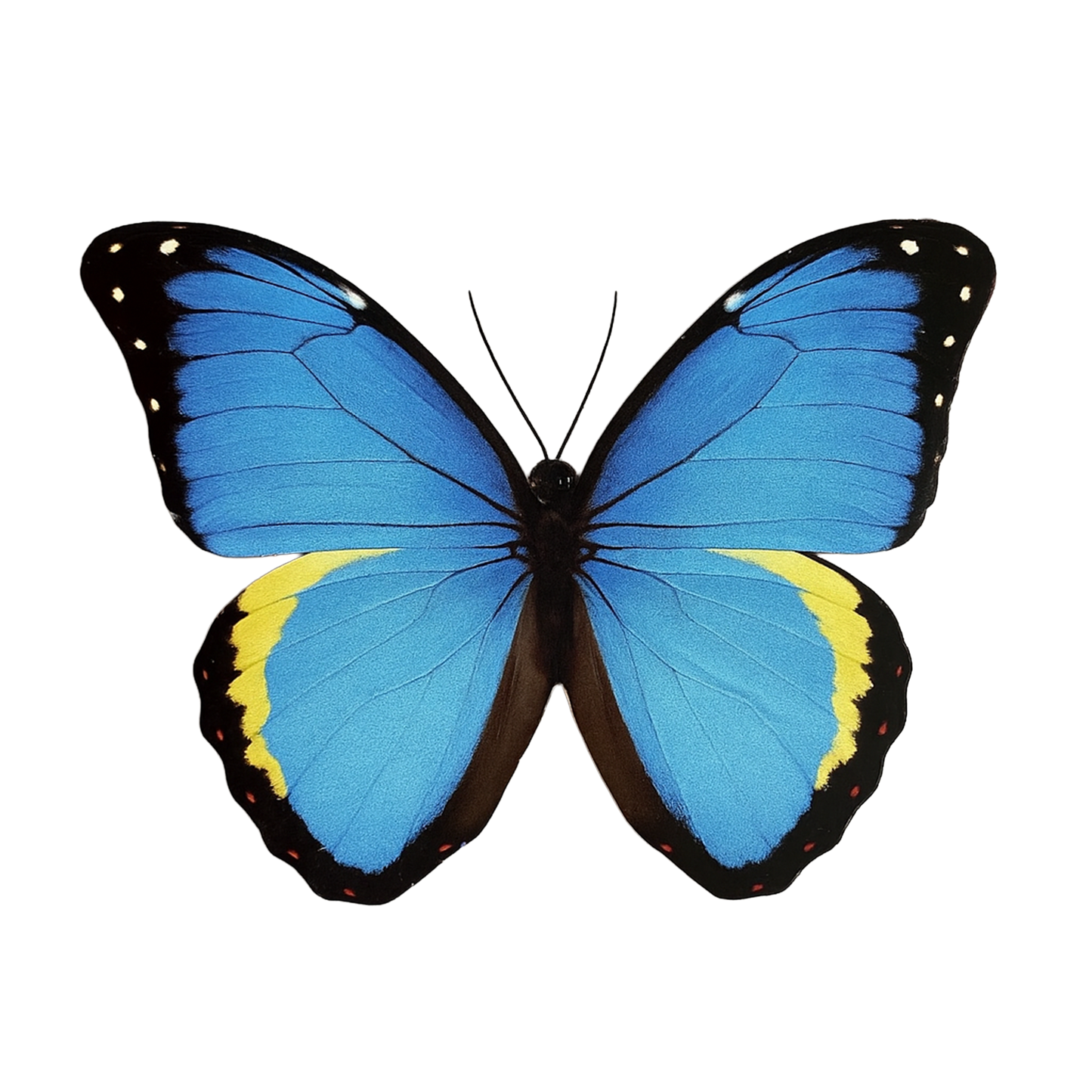Butterfly Clips