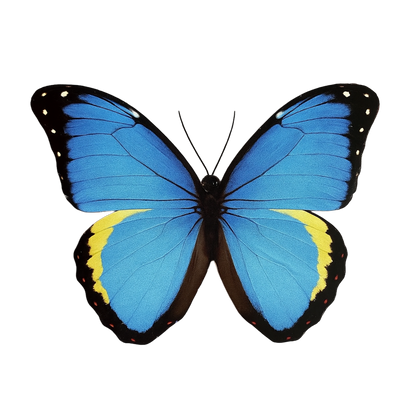 Butterfly Clips